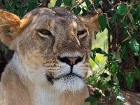 Lejon (Panthera leo) Lion  Masai Mara National Reserve, Kenya, 2023.