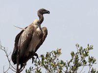 Vitryggig gam (Gyps africanus) White-backed vulture  Masai Mara National Reserve, Kenya, 2023.