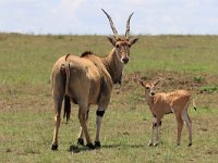 Eland, Älgantilop med kalv (tämligen nyfödd!) (Taurotragus oryx) Common Eland with calf (pretty much newborn!)  Masai Mara National Reserve, Kenya, 2023.