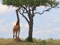 Giraff (Giraffa camelopardalis) Giraffe  Masai Mara National Reserve, Kenya, 2023.