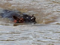 Flodhäst (Hippopotamus amphibius) Hippo  Masai Mara National Reserve, Kenya, 2023.