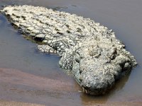 Nilkrokodil (Crocodylus niloticus) Crocodile  Masai Mara National Reserve, Kenya, 2023.