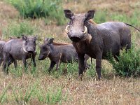 Vårtsvin (Phacochoerus africanus massaicus) Central African warthog  Masai Mara National Reserve, Kenya, 2023.