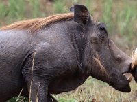 Vårtsvin (Phacochoerus africanus massaicus) Central African warthog  Masai Mara National Reserve, Kenya, 2023.