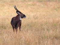 Vattenbock (antilop) (Kobus ellipsiprymnus defassa) Waterbuck  Masai Mara National Reserve, Kenya, 2023.