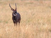 Vattenbock (antilop) (Kobus ellipsiprymnus defassa) Waterbuck  Masai Mara National Reserve, Kenya, 2023.