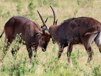 Vattenbockar (Kobus ellipsiprymnus defassa) Waterbucks  Masai Mara National Reserve, Kenya, 2023.