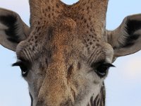 Giraff som spionerade på oss bakifrån, medan vi plåtade åt andra hållet!  Masai Mara National Reserve, Kenya, 2023.
