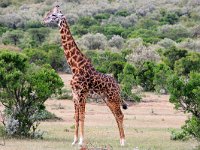 Ståtlig girafftjur  Masai Mara National Reserve, Kenya, 2023.