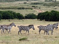Stäppzebror (Equus quagga) Plains zebra  Masai Mara National Reserve, Kenya, 2023.