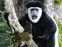 Östlig svartvit guereza (Colobus guereza)  Mantled guereza, Black and white Colubus  Kiambethu Tea Farm, Limuru, Kenya, 2023.