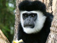 Östlig svartvit guereza (Colobus guereza)  Mantled guereza, Black and white Colubus  Kiambethu Tea Farm, Limuru, Kenya, 2023.