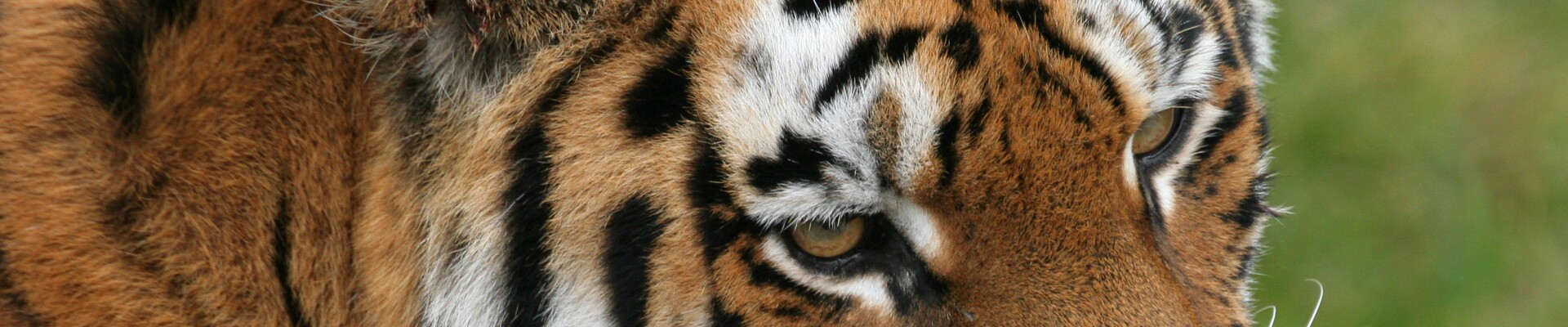 Klicka för att visa eller dölja knapparna