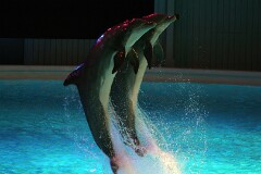 16: IMG_9619_ed_ct_aidn