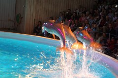 17: IMG_9628_ed_aidn