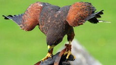 11: IMG_9875_ed_16-9