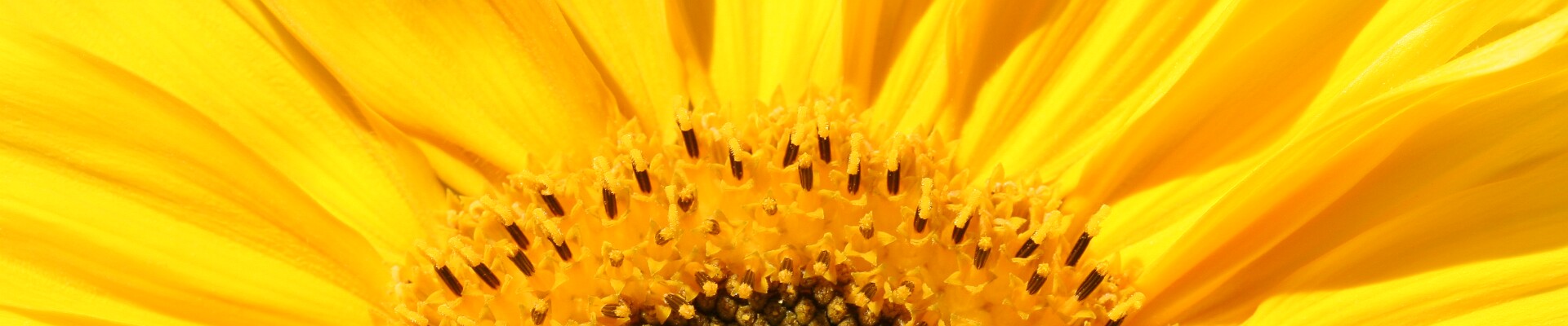 Klicka för att visa eller dölja knapparna