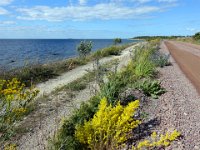 Vägkanten vid Knisa mosse  Öland