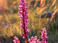 S:t Pers nycklar  Öland