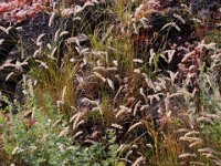 Naturens rabatt  Öland