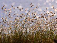 Ovanför stranden  Öland