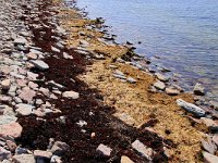 Morgon efter hård blåst  Öland