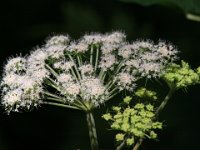 Solglänta  Hampetorp