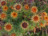 Torkade tistlar  Öland