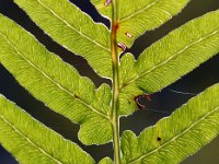 Ormbunksmönster  Kungsängen