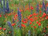 Blomsteräng  Sandvik, Öland