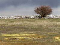 Ängarna vid Ottenby  Öland