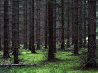 Granskog  (Bilden är manipulerad med ett kantförstärkande filter.)