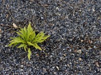 Snäckmatta, Grankullavik  Öland