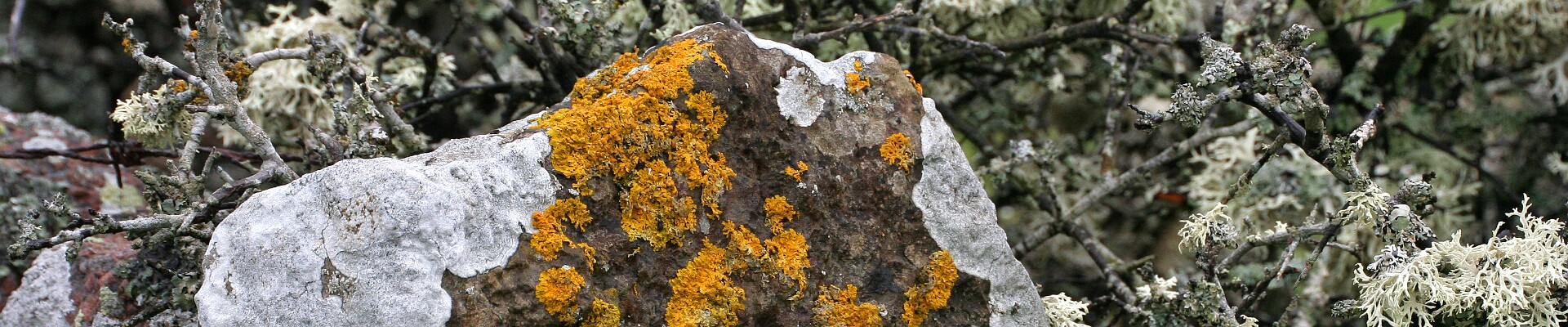 Klicka för att visa eller dölja knapparna