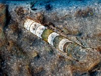 Fossil (under vattnet)