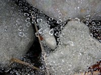 Droppar på spindelnät