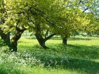 Södra Greda lövängar  Öland