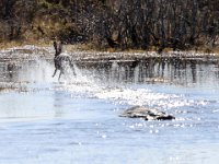 Flyende Hare, Grönvik  Öland