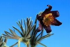 31: IMG_1003_ed2_ct_aish