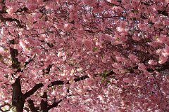 10: IMG_3285_ed2_aidn