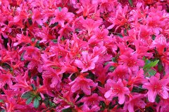 7: IMG_3593_ed_ct_aidn