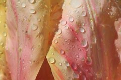 5: IMG_3727_ed_ct_aidn