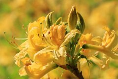 6: IMG_3741_ed_ct_aidn