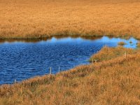 Djurstad träsk  Öland