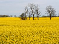 Rapsåker, södra Greda  Öland