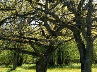 Södra Greda lövängar  Öland