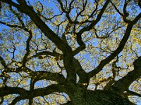 Södra Greda lövängar  Öland